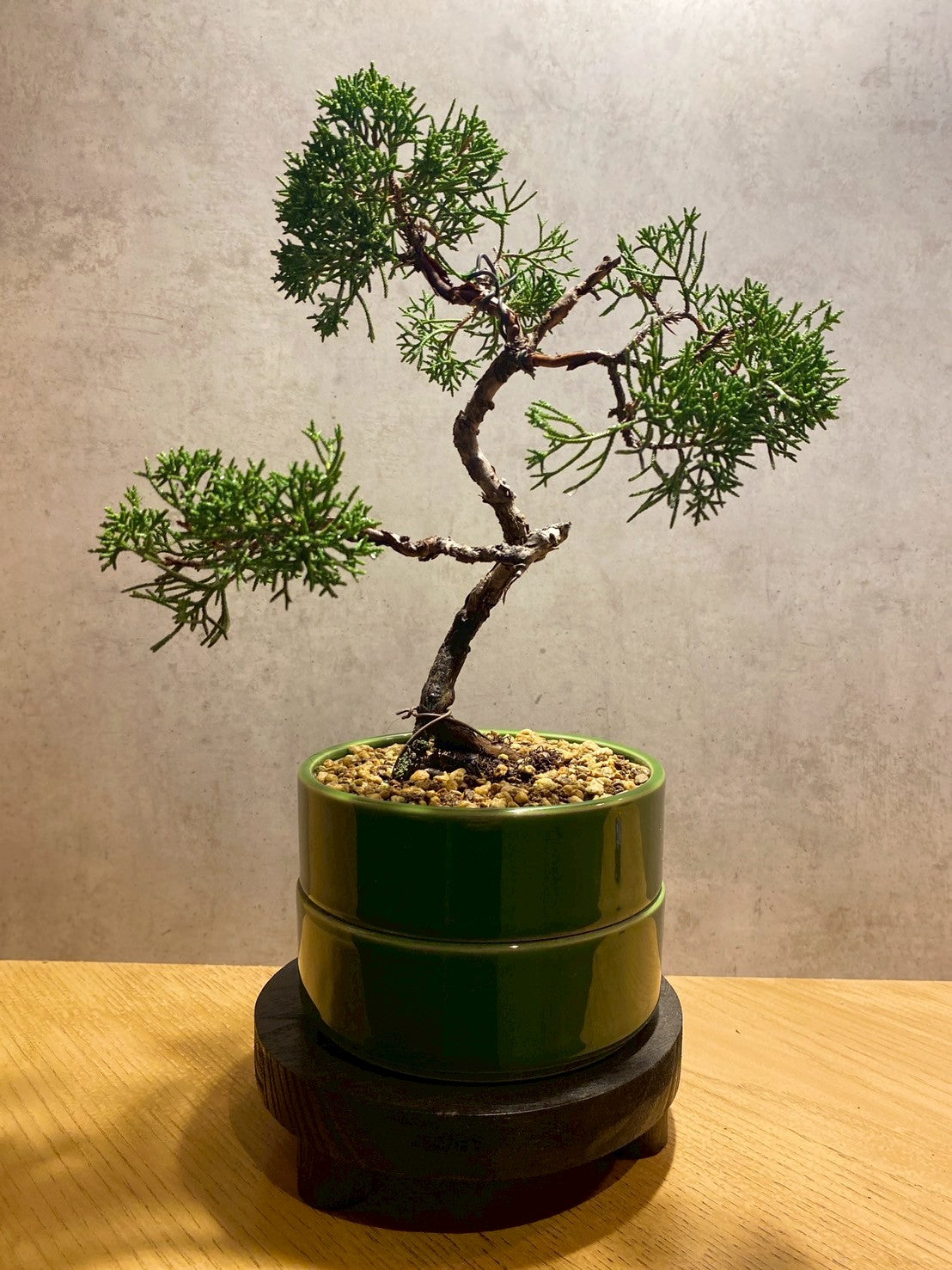 盆栽販売 BONSATOS 雅（みやび）