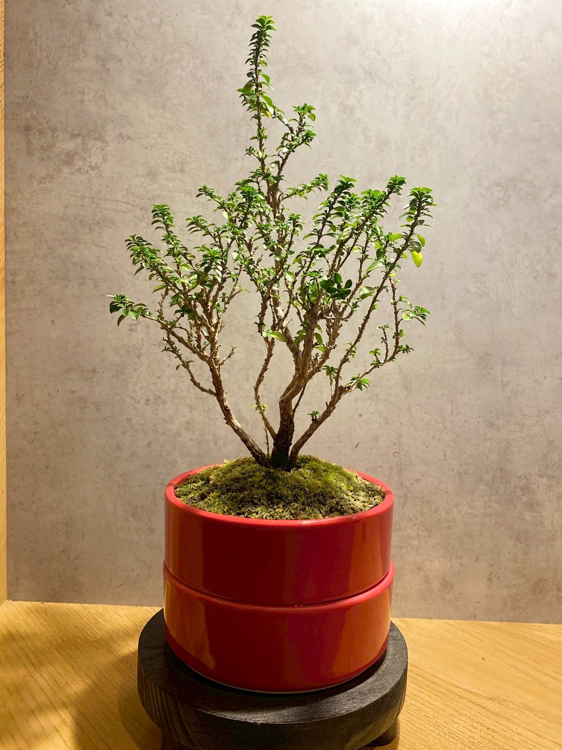盆栽販売 BONSATOS 魁（かい）