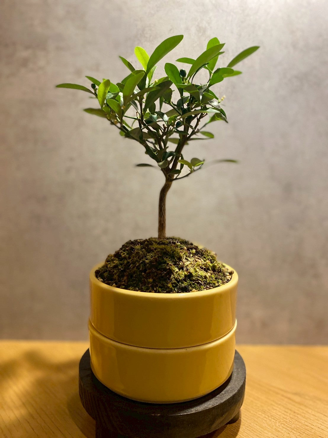 盆栽販売 BONSATOS 悠（ゆう）